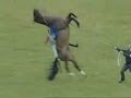 A RACE HORSE JUMPS AND DOES A BACKFLIP UNBELIEVABLE NEARLY LANDS ON JOCKEY