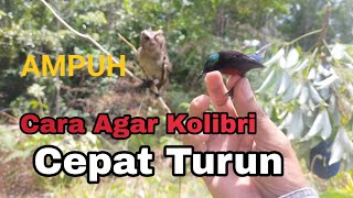 Mikat Kolibri Termahal Yang Susah Turun