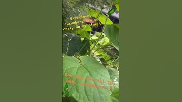 Cucumbers!! #patio #patiogarden #planting #plants #plantsoftiktok #cucumber #cucumberplant