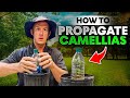 How to propagate Camellias | Using sand and a water bottle.