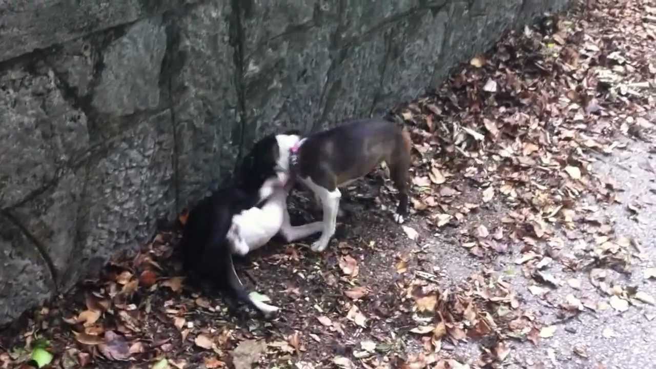 boston terrier ratting