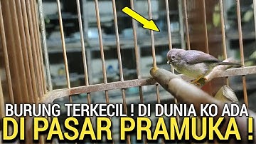 LUAR BIASA ! SANGAT LANGKA BARU TERJADI, DI PASAR BURUNG PRAMUKA