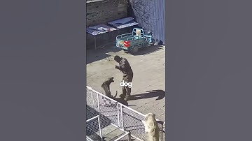 How To Handle a Dog Attack?