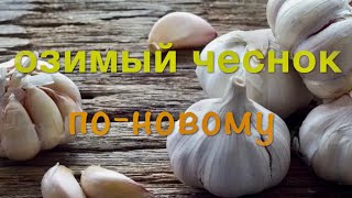 Озимый ЧЕСНОК / ПО-НОВОМУ