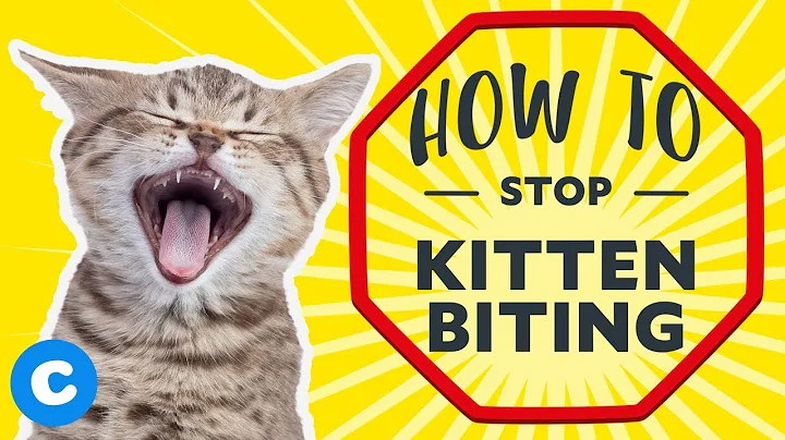 How to Stop Kitten Biting
