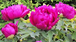 Beautiful Spring Flowers of My Garden with Relaxing Music, May 2017