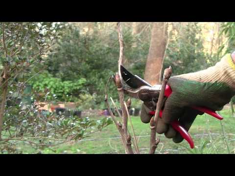 How to Prune Tree Peonies- Late Winter to Spring