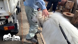 仲良しの軽トラさんに真剣勝負を挑むアランです　Great Pyrenees　グレートピレニーズ