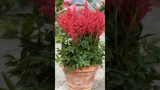 Многолетники для любого сада #youtubeshorts #flowers #shorts #short #shortvideo #youtube #nature