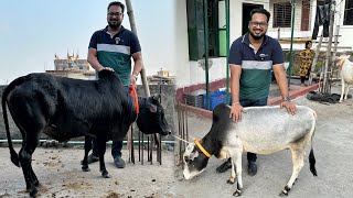 ছাদের উপর ভুট্টি গরুর খামার  ৪০ হাজার থেকে ১ লাখ ৩৫ হাজারের মধ্যে গরু পাওয়া যাবে এখানে