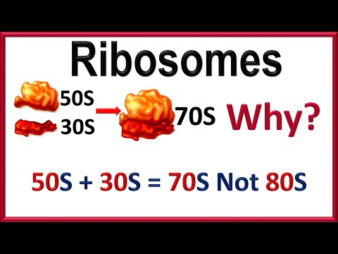 Video: Puas yog ribosomes yog organelle?