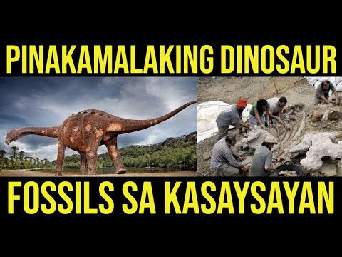 Video: Nasaan Ang Pinakamalaking Koleksyon Ng Balat Ng Dinosauro