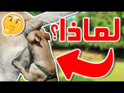 فيديو: لماذا تشم الكلاب رائحة المنشعب؟