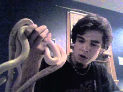 Stover's Snakes Ep.4 Pulled out of brumation- and ...