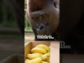How Gorilla is shocked after watching banana #funny #shorts