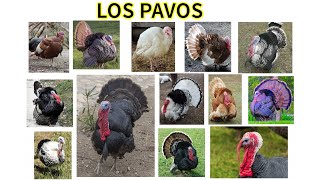 Los pavos o guajolotes.Características y datos.