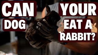 Can Your Dog Eat Rabbit??? (Building Ego's Bowl)