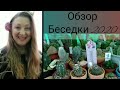 Обзор Кактусов-Сукулент🌵В Беседки. Н 2020