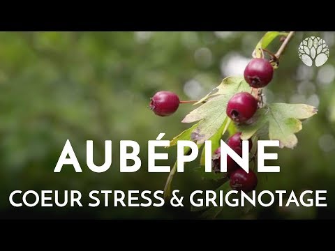 Vidéo: Aubépine