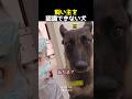 飼い主を認識できない犬
