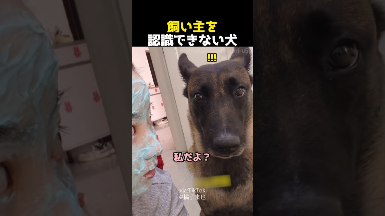飼い主を認識できない犬