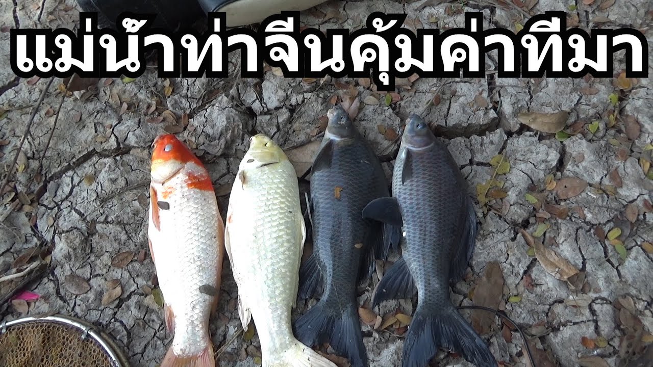 4 ตัว หมายแม่น้ำท่าจีนคุ้มค่าที่บากบั่นบุกป่าฝ่าดง - YouTube 4 ตัว หมายแม่น้ำท่าจีนคุ้มค่าที่บากบั่นบุกป่าฝ่าดง - Youtube