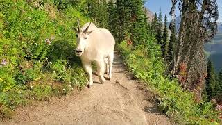 Meeting with a mountain goat at Glacier National Park