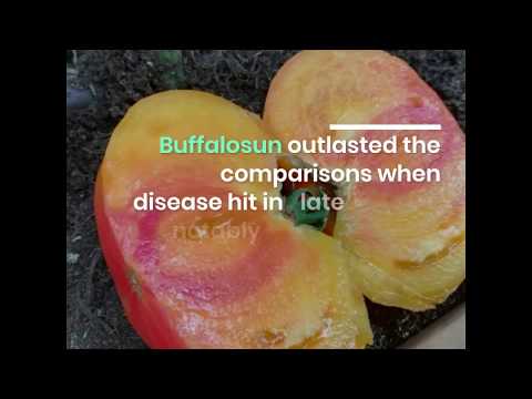 Vídeo: Kellogg's Breakfast Tomato Information: Varietat de tomàquet 