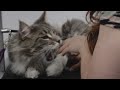 Giant Maine Coon cat ATTACKS groomer の動画、YouTube動画。