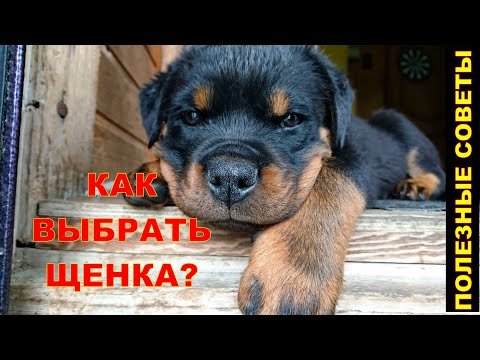 Видео: Руководство по выбору щенка ротвейлера