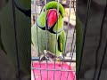 🦜📍mithu❤️ #parrot #birds #cute #animals #trending #shorts #new #short #viral #reels #funny #ytshorts
