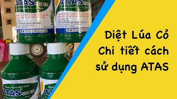 Cách diệt lúa cỏ, Lúa đuôi dài bằng ATAS. Chi tiết cách sử dụng thuốc.