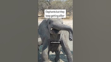 Oh look, a keystone species helping heal the ecosystem 🐘🌎