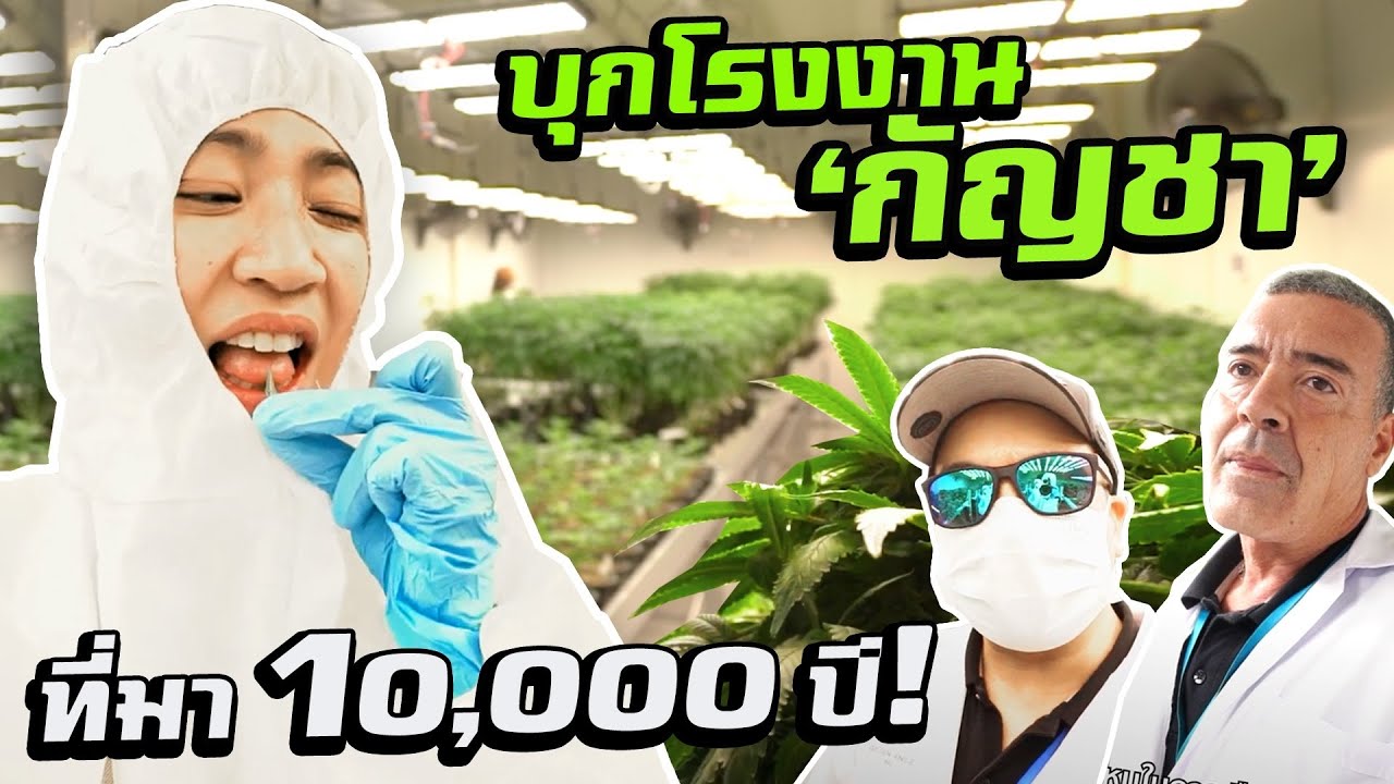 บุกโรงงานปลูกกัญชา ผิดกฏหมายมั้ย? | Inside Thai Cannabis Factory