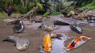 Its Amazing Finding Giant Snakehead Fish, Catfish, Eel, Koi Fish, Snake, Iguana, Crab, Iguana Baby