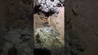 Termite Lead On Engaged Pier Newcastle