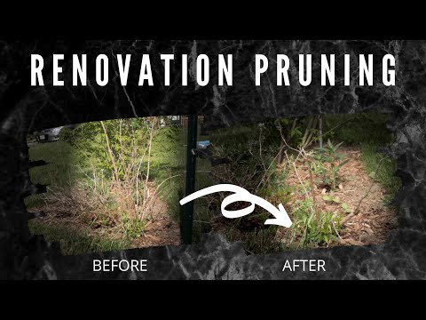 Renovation Pruning Woody Shrubs | Salvaging A Weigela
