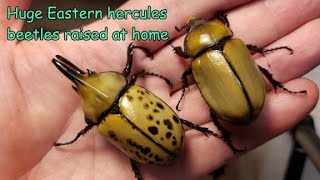Breeding the Eastern Hercules beetle (Dynastes tityus) at home. Fresh adults emerged!