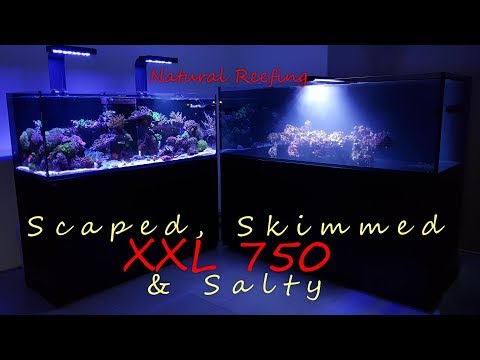 red-sea-reefer-xxl-750-update-#1-scaped-skimmed-&-salty-4k