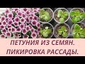 Ампельная петуния.Пикировка петунии.Рассаде 25 дней. Подготовка грунта и весь процесс пикировки.