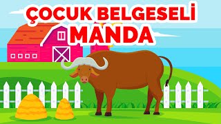 Çocuk Belgeseli - Manda Hakkında Bilgi - Manda Belgeseli Çocuk - Çocuklar için Belgesel