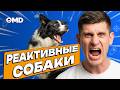Как успокоить гиперактивную собаку и приучить к выдержке &mdash; реактивные не собаки, а хозяева