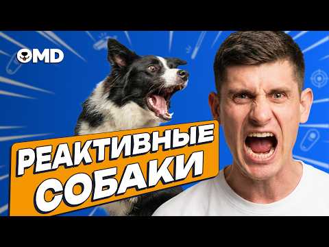 Как успокоить гиперактивную собаку и приучить к выдержке — реактивные не собаки, а хозяева