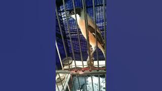 cendet isian prenjak full emosi@DUNIAKICAU02  cocok untuk masteran