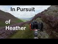 In Pursuit of Heather - Landscape Photography