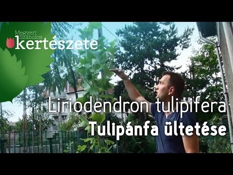Videó: Tulipánfa szaporítása: tulipánfa termesztése magokról és dugványokról