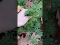 Cleavers are back for second spring