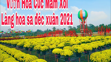 Làng hoa sa đéc xuân 2021 tại vườn hoa cúc mâm xôi mới khai trương | Khương Nhựt Minh