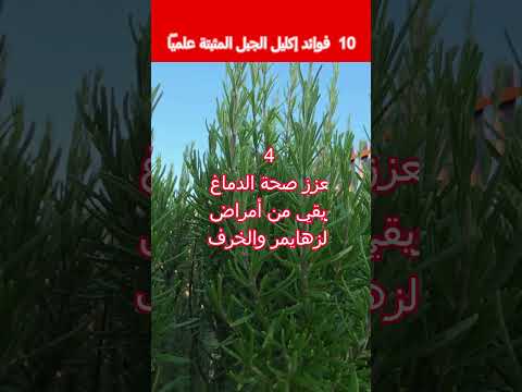 إكليل الجبل 10 فوائد مذهلة مثبتة علميا لصحتك