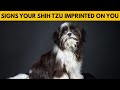 10 signs your shih tzu considers you its mother